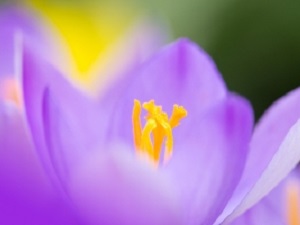 1418214_blue_flower