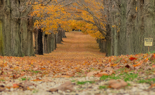 Leaves ... fall in Millstone NJ Leaves ... fall in Millstone NJ